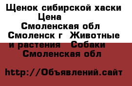 Щенок сибирской хаски › Цена ­ 7 000 - Смоленская обл., Смоленск г. Животные и растения » Собаки   . Смоленская обл.